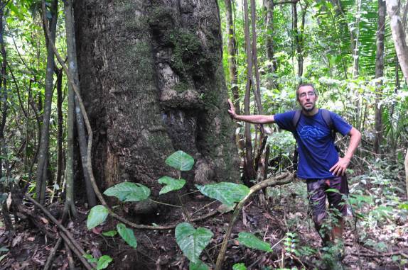 Guarúba, uma das espécies de árvores gigantes na FLONA, comunidade de São Domingo, região de Alter do Chão - PA